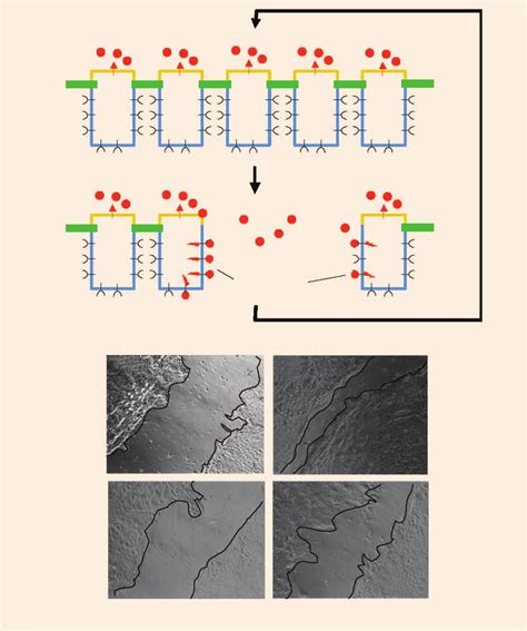 Role of autocrine signaling in wound repair. (a) A mechanism for ...