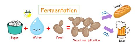 What is Yeast? | Covoji Learning