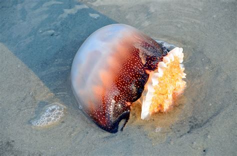 Cannonball Jellyfish Facts