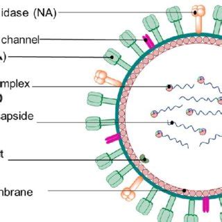 General viral structure of the Paramyxoviridae family. | Download ...