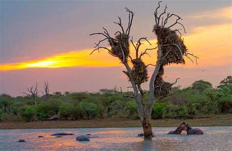 Animalscapes of the Kruger National Park, animals in their environment