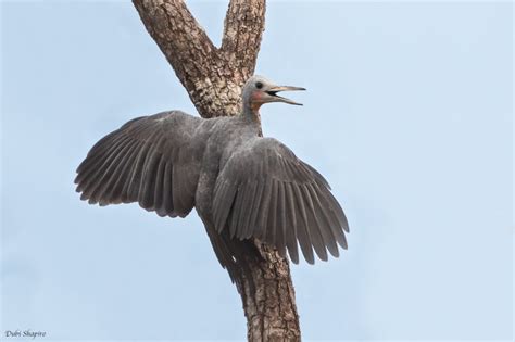 Great Slaty Woodpecker photo - Dubi Shapiro photos at pbase.com