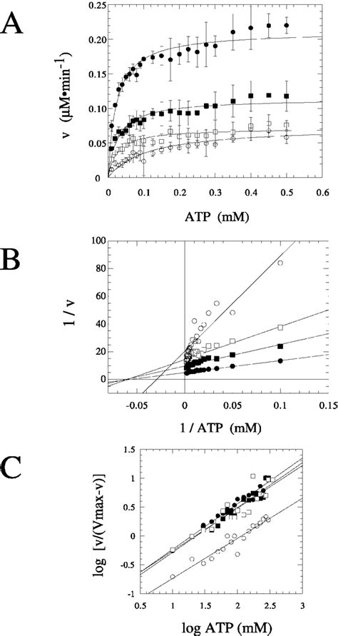 hRAD51-mediated ATP hydrolysis as a function of ATP. ATPase assays were ...