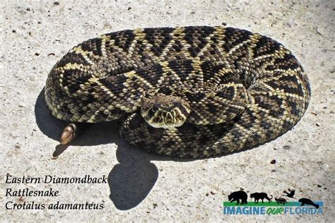 Eastern Diamondback Rattlesnake | Imagine Our Florida, Inc