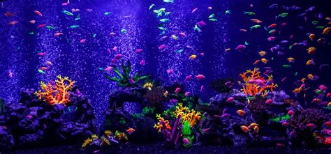 GLOW FISH - Chibi-Aquarium