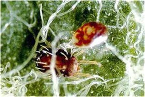 Spider mite predators serve as biological control | (e) Science News