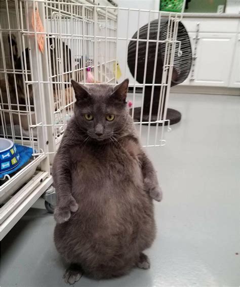 PsBattle: This fat cat sitting on its haunches : r/photoshopbattles