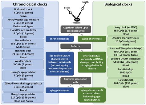 DNA Methylation Clocks and Their Predictive Capacity for Aging ...