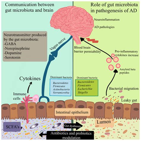 Modulation of the microbiota-gut-brain axis by antibiotics and ...