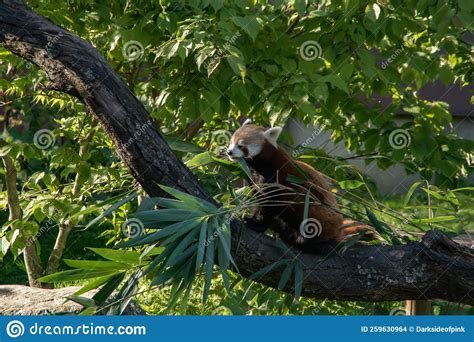 Red panda stock photo. Image of sleepy, huggable, panda - 259630964