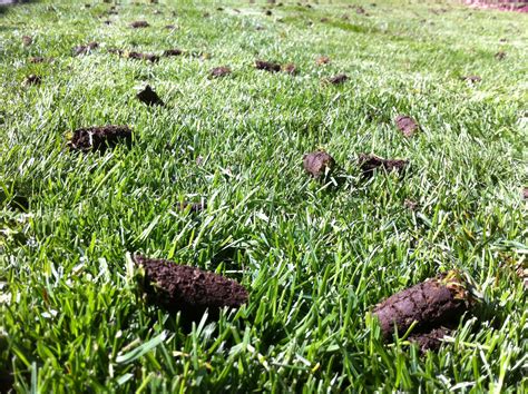 Core Aeration – Cloverdale Mowing