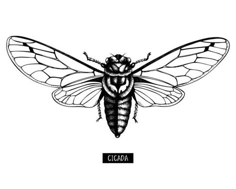 Cicada Drawing - Asesores