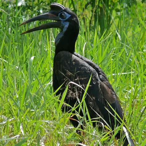 Abyssinian ground hornbill - Facts, Diet, Habitat & Pictures on Animalia.bio