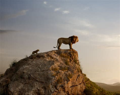 Le Roi Lion – Jon Favreau | Lion king, Lion king images, Lion