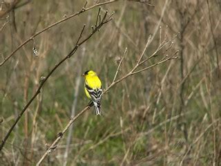 Bird at the karst | Hamilton Conservation Authority | Flickr