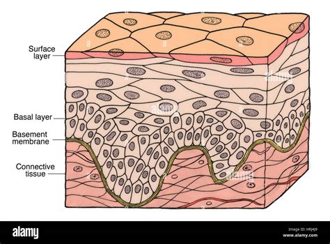 Stratified Squamous Epithelium Keratinized 400x