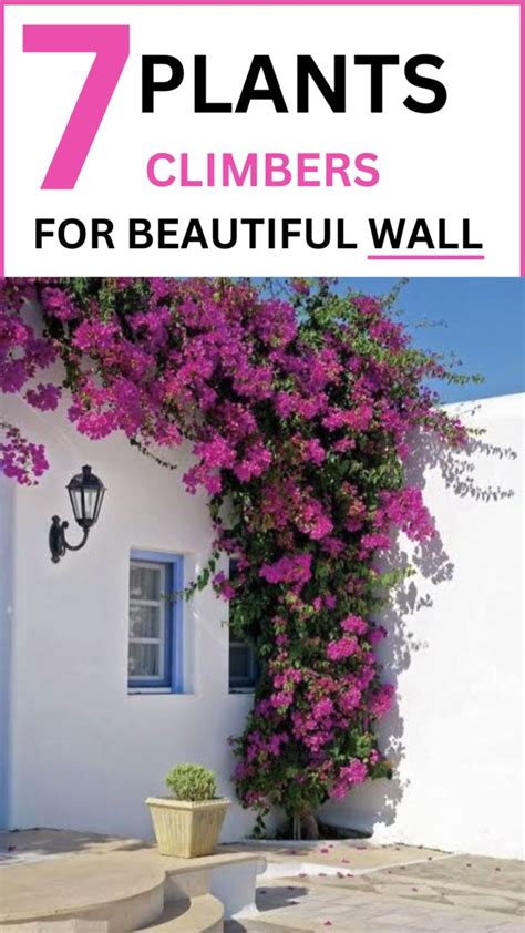 Climbers for beautiful walls | Mediterranean garden, Plants, Garden shrubs