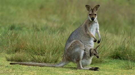 Animals: Red Necked Wallaby With Baby, Bunya Mountains National Park, Australia,