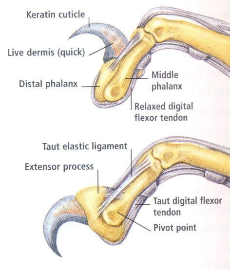 cat claw | Feline anatomy, Cat anatomy, Vet medicine