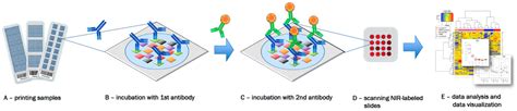 Microarrays | Free Full-Text | Analysis of Reverse Phase Protein Array Data: From Experimental ...