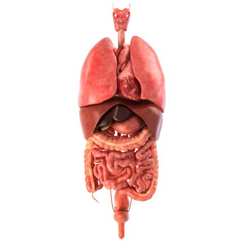 Realistic Human Internal Organs 3d Model Human Digestive System | Images and Photos finder