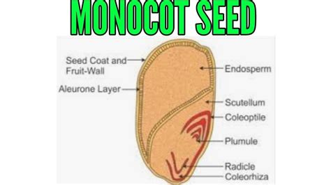 Diagram Of Monocot Seed