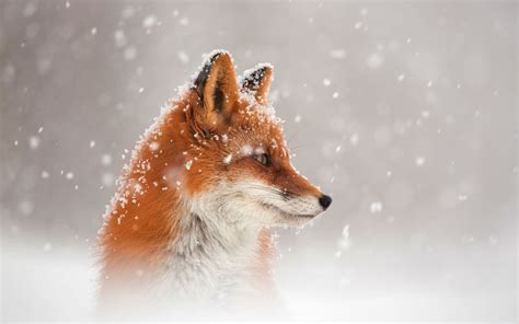 1920x1200 Fox Snow 1080P Resolution ,HD 4k Wallpapers,Images ...