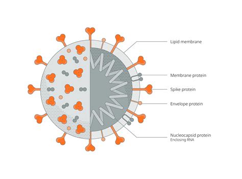 Pneumonia Virus Structure