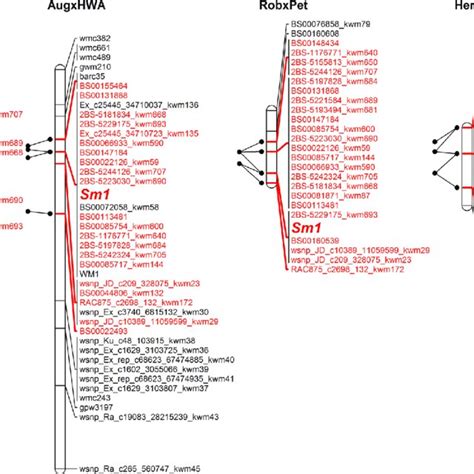 Genetic linkage maps calculated for four mapping populations showing... | Download Scientific ...