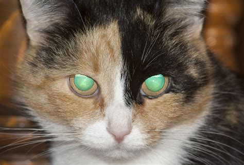 What Causes Green Eye in Animal Photographs?