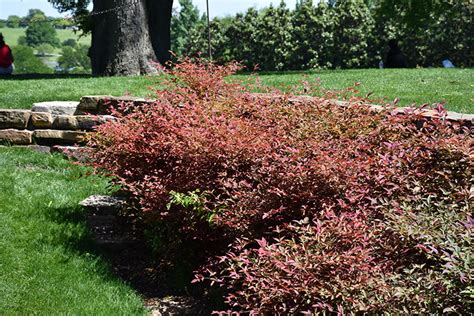 Flirt Nandina (Nandina domestica 'Murasaki') in Oklahoma City Edmond ...