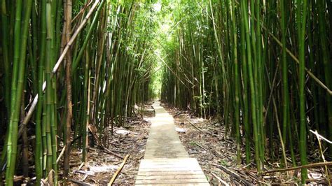 Top Maui Hikes | 5 Favorite Maui Hikes | ALL ABOUT MAUI Travel Tips