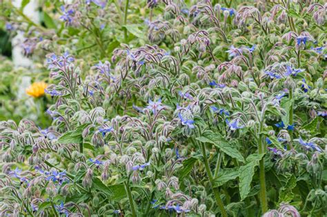 How to Grow Borage