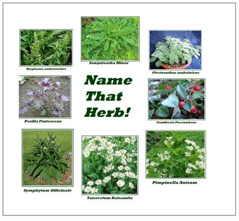 DTL Herbs LTD: Unusual Herb Presentation.