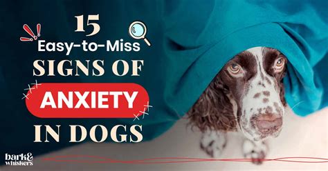 15 Easy-to-Miss Signs of Anxiety in Dogs