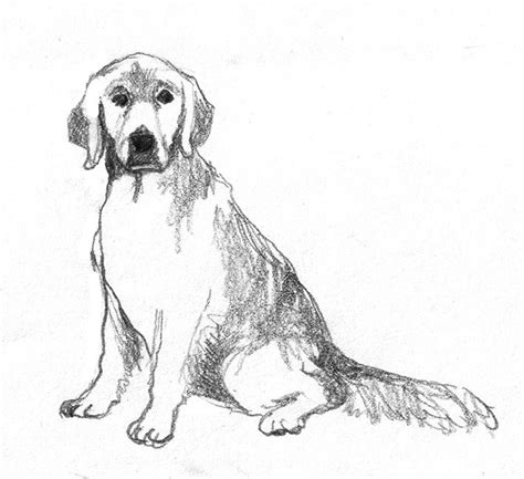 Dog sketches - Pencil drawings of dogs | Sketches, Dog sketch, Golden ...