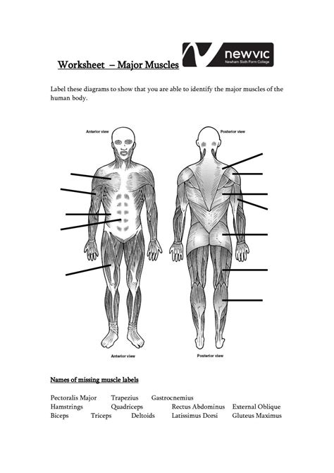 Anatomy Muscle Labeling Worksheet