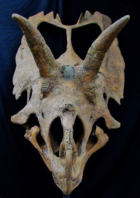 Diabloceratops Skull