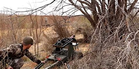 Texas Hunter Takes Out Feral Hog With 40mm Cannon and Grape Shot ⋆ ...