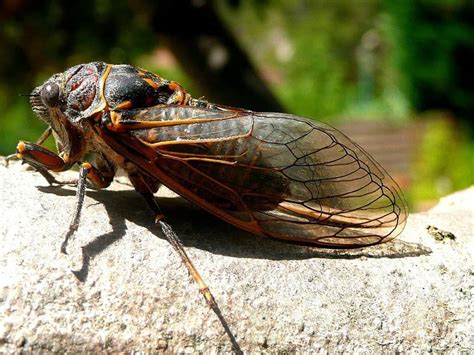 The CICADA SPIRIT ANIMAL Ultimate Guide (Meanings & Symbolism)