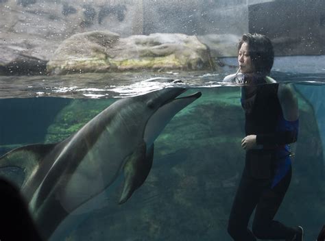 Dolphin feeding time-6681 | Stockarch Free Stock Photo Archive