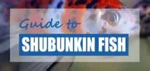 Shubunkin Goldfish Pond Care, Lifespan & Breeding Guide (Updated) - Pond Informer