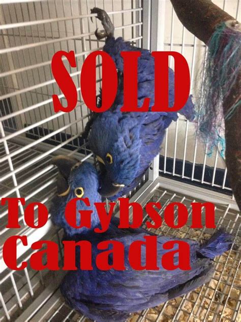 Hyacinth Macaw Breeder Parrots | Blue Macaw Breeder Pair Price Europe