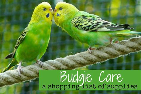 Budgie Care: A Shopping List of Supplies - PBS Pet Travel