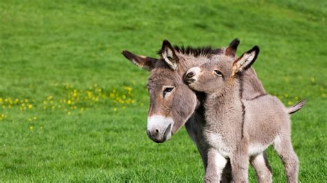 Donkey Wallpaper (54+ images)