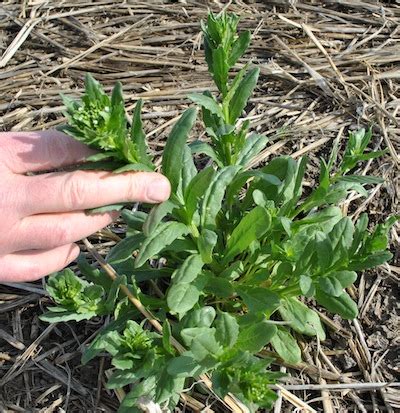 Faba Bean Weed Control - Alberta Pulse Growers