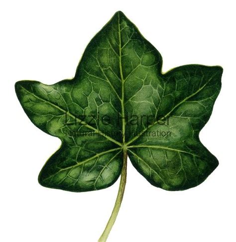 Ivy Leaf Drawing at GetDrawings | Free download