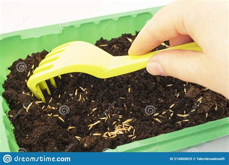 The Girl Plants Seedlings, Covers the Seeds with a Rake Stock Image ...