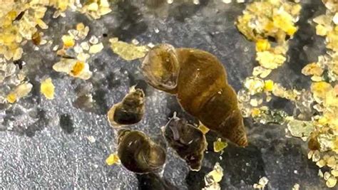 Invasive New Zealand mud snails found in Lake Tahoe