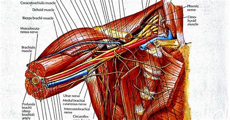 VISUAL ANATOMY: Axilla and its contents